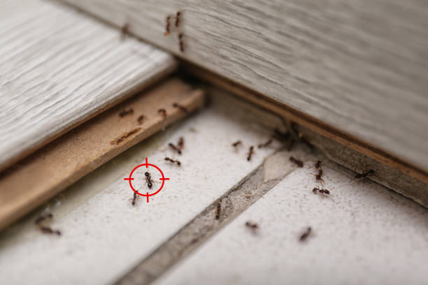 Best Local Pest Control Services  in Home Gardens, CA