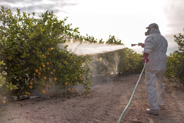 Best Spider Control Near Me  in Home Gardens, CA