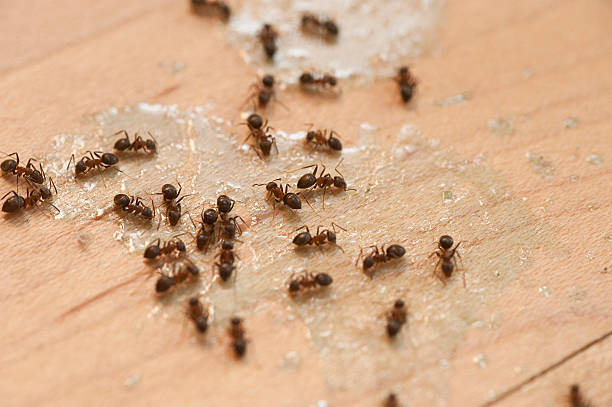 Best Insect Control  in Home Gardens, CA