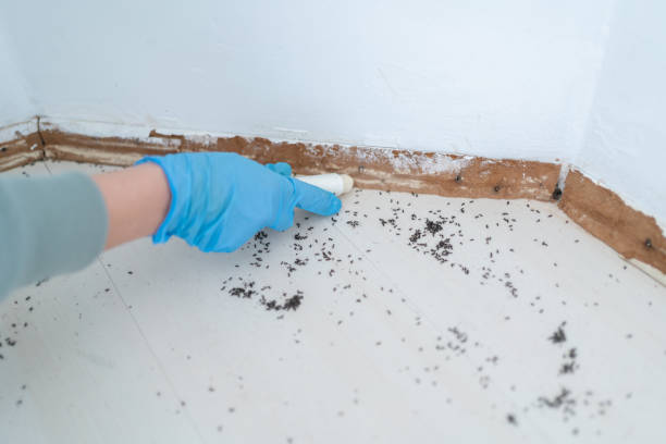 Best Bed Bug Extermination  in Home Gardens, CA